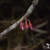 Medinilla fuchsioides Gardner